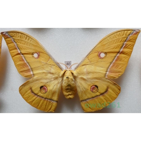 Antheraea yamamai (Guerin-Menevill, 1861) female ex. ovo Italy 119mm40